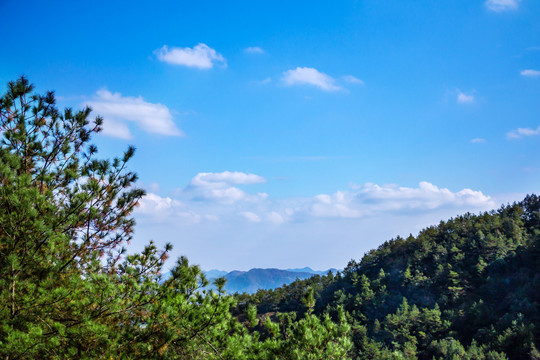 山顶松林