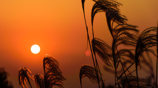 夕阳与芦苇