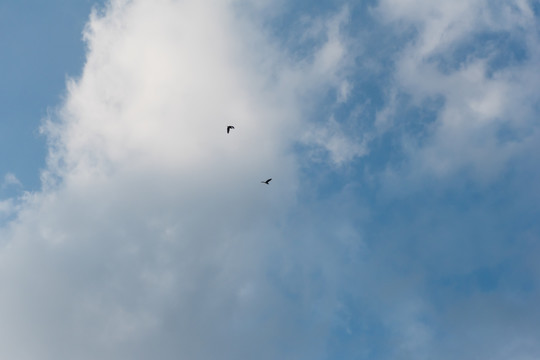 蓝天白云下的两只飞鸟