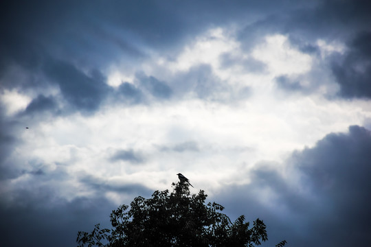 树梢上的喜鹊与乌云