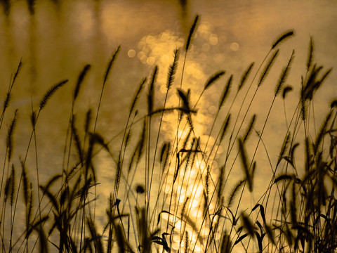 夕阳时分河边的狗尾巴草