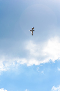 蓝天白云下飞翔的海鸥