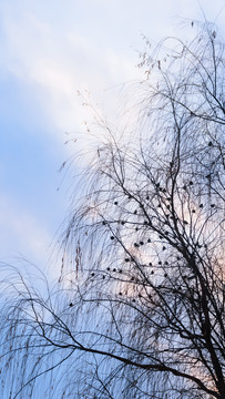 蓝天下的树枝和麻雀