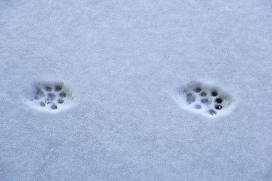 雪地上的猫爪印