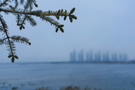 湖边的松枝