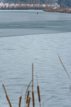 冰冻的河面上的一只苍鹭