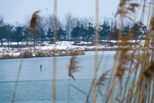 结冰的河面上的一只苍鹭