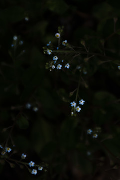 蓝色的小花