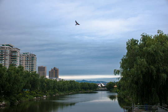 城市公园河面上的小燕子