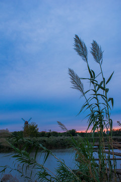 傍晚湿地旁的芦苇与风车