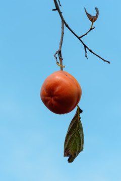 蓝天背景下的秋柿子