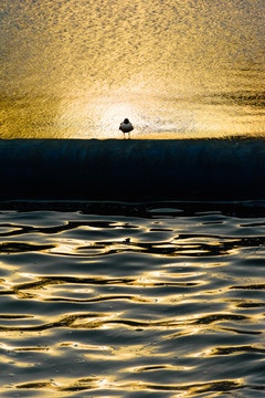 夕阳下河堤上的水鸟