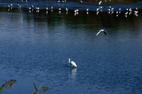 湿地中的水鸟