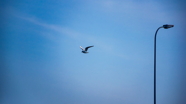 蓝天下飞翔的海鸥