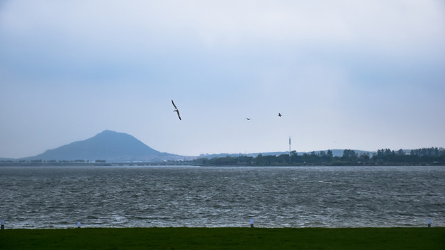 湖面上飞翔的海鸥