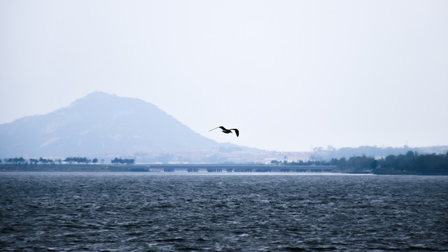 湖面上飞翔的海鸥