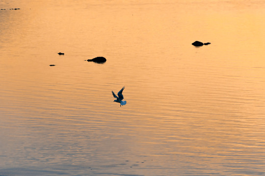 黄昏时水面上的海鸥