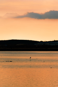 黄昏时水面上的海鸥