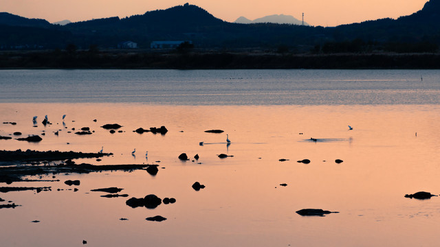 夕阳时的海湾与水鸟