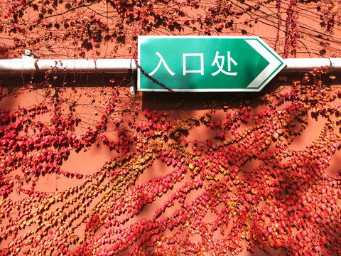 爬墙虎