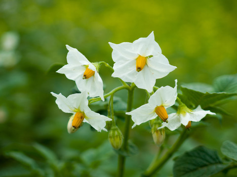农作物马铃薯白色花朵