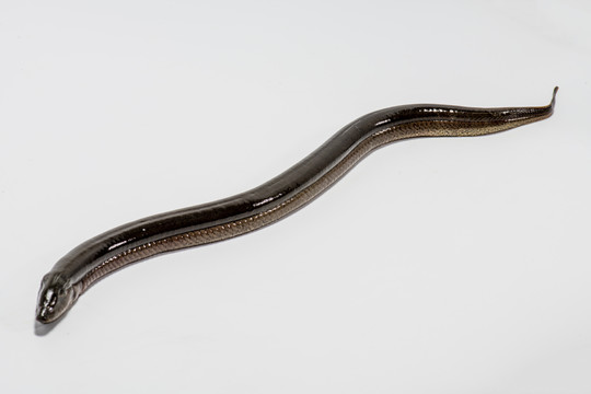 鳝鱼