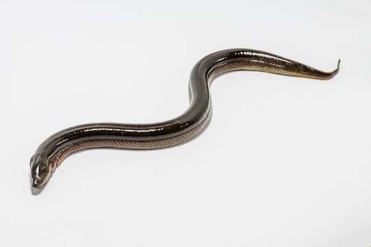 鳝鱼