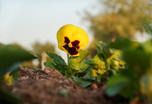 花草土壤