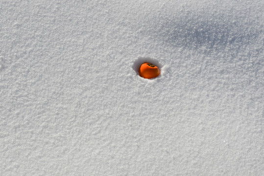 雪地里的一个红柿子