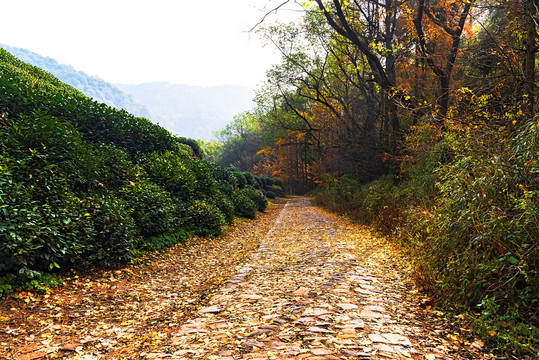 山区林间小路