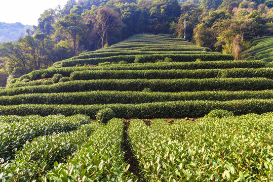 龙井茶山