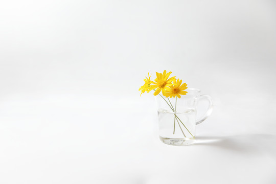 玻璃杯与菊花