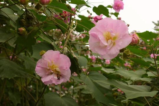 芙蓉花卉