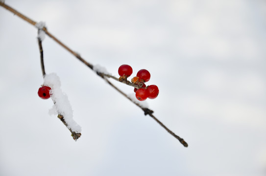 雪中红豆