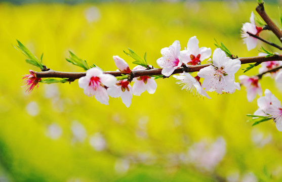 桃花盛开