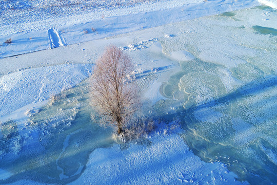 雪域冰河一棵树