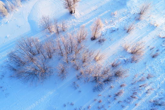 雪原丛林