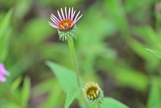 野花