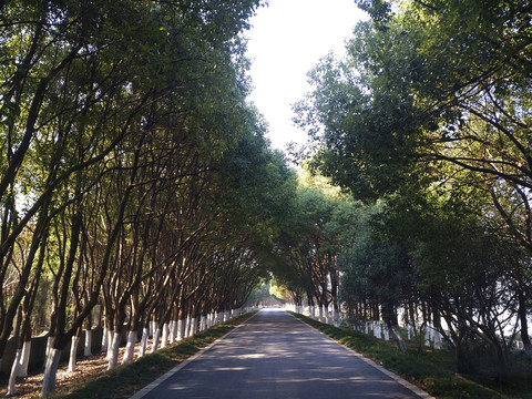 生态林道路