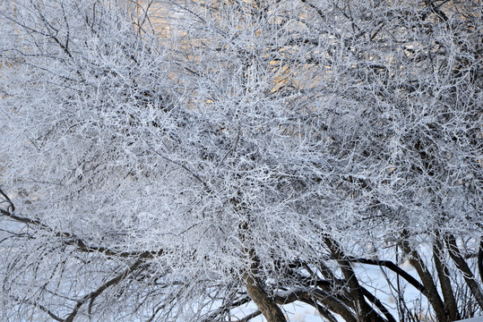 坝上雪景