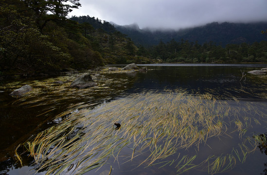 螺髻山森林风光