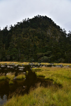 螺髻山原始森林