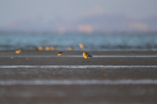 沼泽