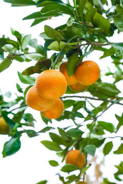 丑橘园