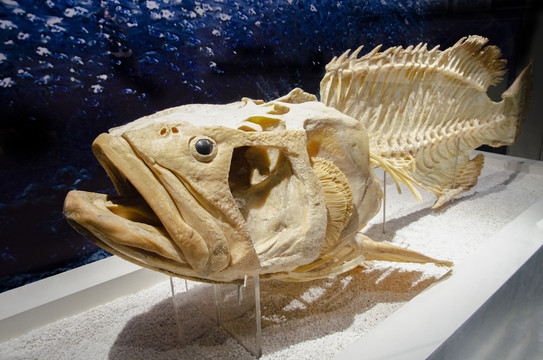石斑鱼骨骼标本