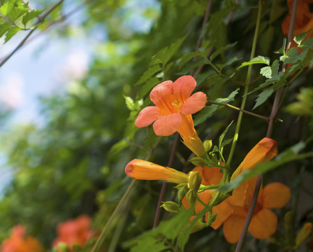 凌霄花