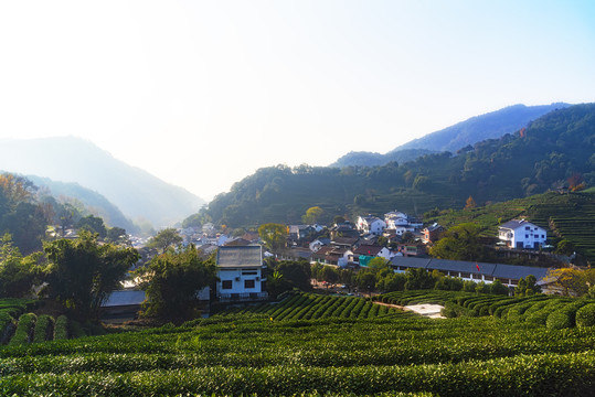 杭州龙井村