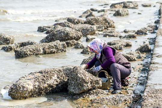 挖牡蛎的妇人