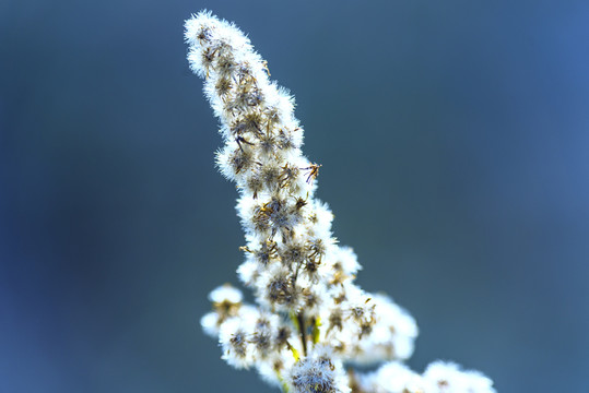 野草