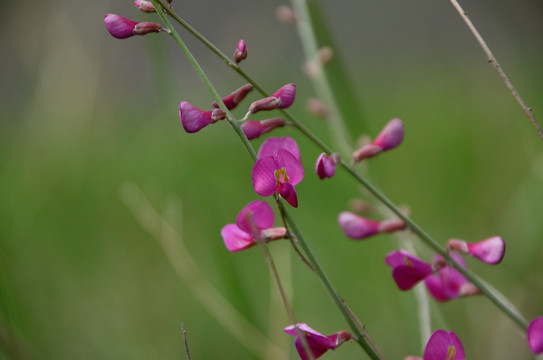 蓝花棘豆